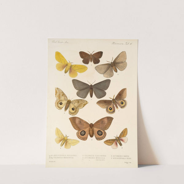 Insecta Lepidoptera-Heterocera Pl 016 by Frederick DuCane Godman