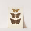 Insecta Lepidoptera-Heterocera Pl 019 by Frederick DuCane Godman