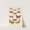 Insecta Lepidoptera-Heterocera Pl 020 by Frederick DuCane Godman