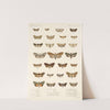 Insecta Lepidoptera-Heterocera Pl 027 by Frederick DuCane Godman