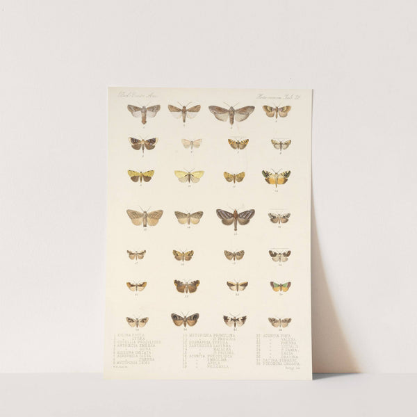 Insecta Lepidoptera-Heterocera Pl 028 by Frederick DuCane Godman