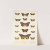 Insecta Lepidoptera-Heterocera Pl 031 by Frederick DuCane Godman