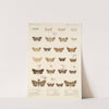Insecta Lepidoptera-Heterocera Pl 036 by Frederick DuCane Godman