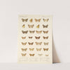 Insecta Lepidoptera-Heterocera Pl 047 by Frederick DuCane Godman