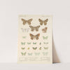 Insecta Lepidoptera-Heterocera Pl 049 by Frederick DuCane Godman