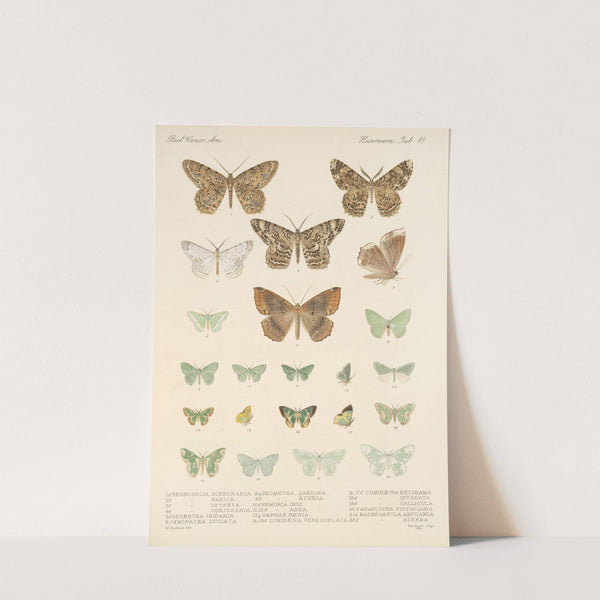 Insecta Lepidoptera-Heterocera Pl 049 by Frederick DuCane Godman