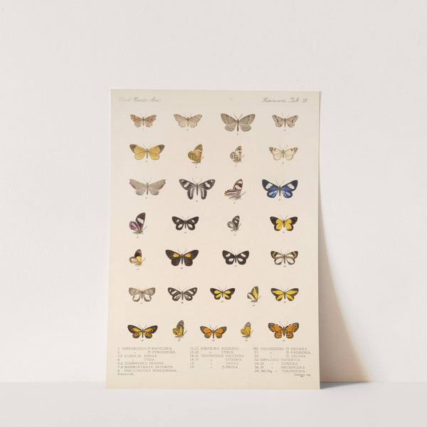 Insecta Lepidoptera-Heterocera Pl 058 by Frederick DuCane Godman
