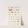 Insecta Lepidoptera-Heterocera Pl 060 by Frederick DuCane Godman