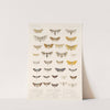 Insecta Lepidoptera-Heterocera Pl 061 by Frederick DuCane Godman