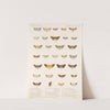 Insecta Lepidoptera-Heterocera Pl 062 by Frederick DuCane Godman