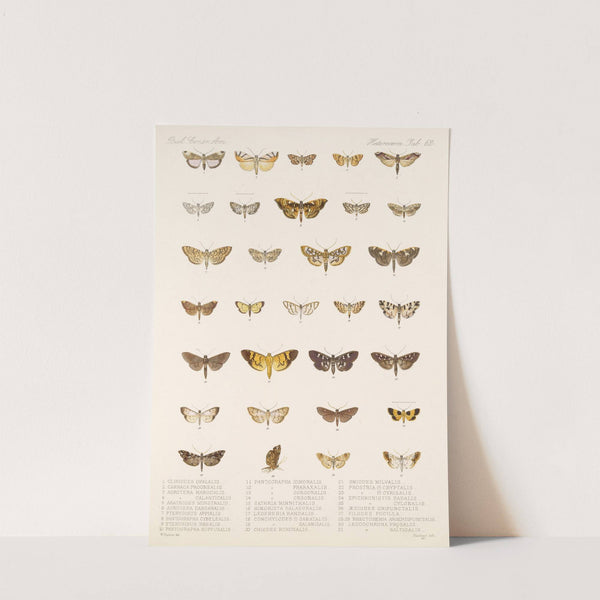 Insecta Lepidoptera-Heterocera Pl 062 by Frederick DuCane Godman