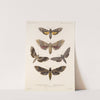 Insecta Lepidoptera-Heterocera Pl 067 by Frederick DuCane Godman