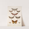 Insecta Lepidoptera-Heterocera Pl 068 by Frederick DuCane Godman