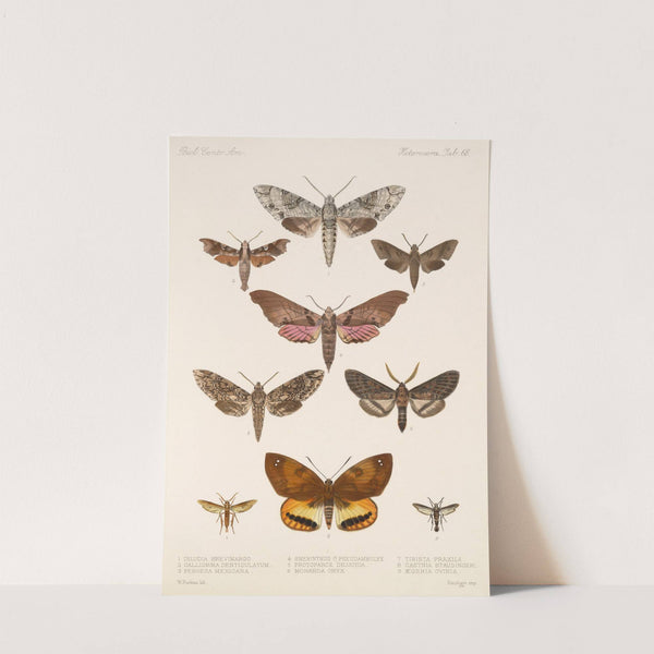 Insecta Lepidoptera-Heterocera Pl 068 by Frederick DuCane Godman