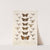 Insecta Lepidoptera-Heterocera Pl 069 by Frederick DuCane Godman
