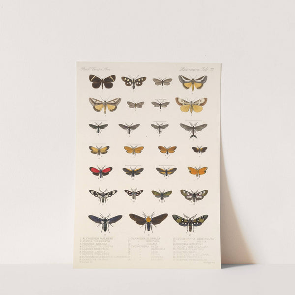Insecta Lepidoptera-Heterocera Pl 070 by Frederick DuCane Godman