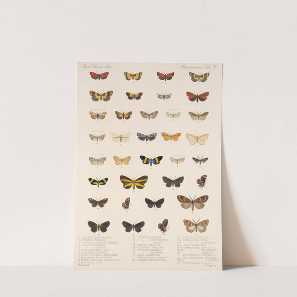 Insecta Lepidoptera-Heterocera Pl 078 by Frederick DuCane Godman