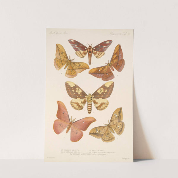 Insecta Lepidoptera-Heterocera Pl 080 by Frederick DuCane Godman