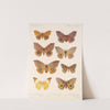 Insecta Lepidoptera-Heterocera Pl 081 by Frederick DuCane Godman