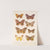 Insecta Lepidoptera-Heterocera Pl 081 by Frederick DuCane Godman