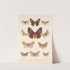 Insecta Lepidoptera-Heterocera Pl 082 by Frederick DuCane Godman