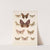 Insecta Lepidoptera-Heterocera Pl 082 by Frederick DuCane Godman