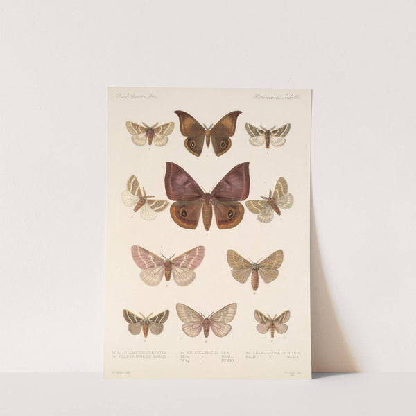 Insecta Lepidoptera-Heterocera Pl 082 by Frederick DuCane Godman