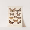 Insecta Lepidoptera-Heterocera Pl 085 by Frederick DuCane Godman