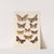 Insecta Lepidoptera-Heterocera Pl 085 by Frederick DuCane Godman