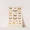 Insecta Lepidoptera-Heterocera Pl 087 by Frederick DuCane Godman