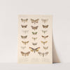 Insecta Lepidoptera-Heterocera Pl 091 by Frederick DuCane Godman