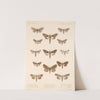 Insecta Lepidoptera-Heterocera Pl 092 by Frederick DuCane Godman