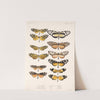 Insecta Lepidoptera-Rhopalocera Pl 001 by Frederick DuCane Godman