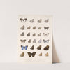 Insecta Lepidoptera-Rhopalocera Pl 008 by Frederick DuCane Godman