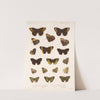 Insecta Lepidoptera-Rhopalocera Pl 009 by Frederick DuCane Godman
