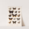 Insecta Lepidoptera-Rhopalocera Pl 010 by Frederick DuCane Godman