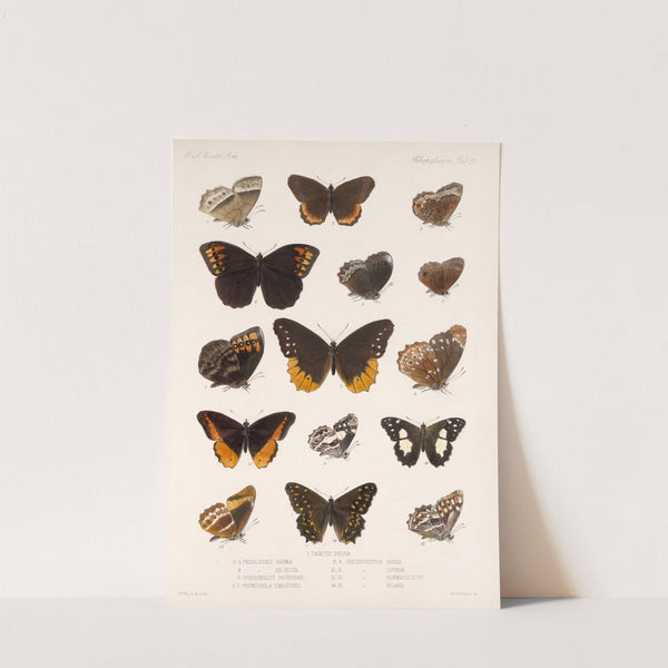 Insecta Lepidoptera-Rhopalocera Pl 010 by Frederick DuCane Godman