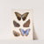 Insecta Lepidoptera-Rhopalocera Pl 011 by Frederick DuCane Godman