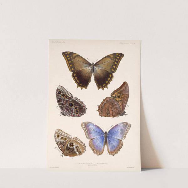 Insecta Lepidoptera-Rhopalocera Pl 011 by Frederick DuCane Godman