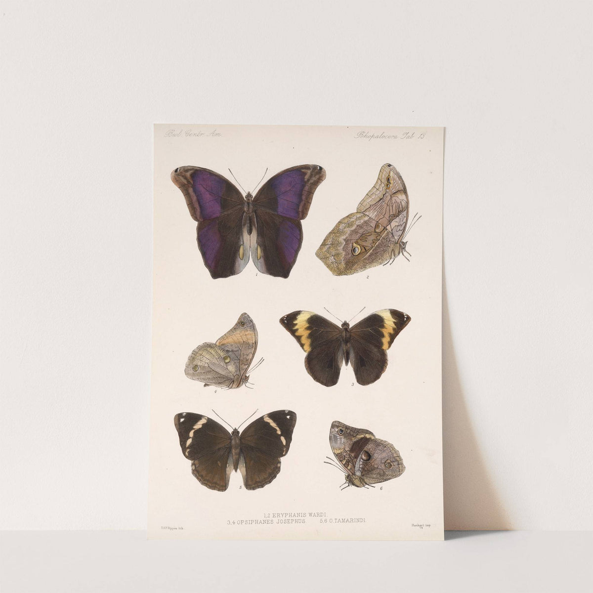 Insecta Lepidoptera-Rhopalocera Pl 013 by Frederick DuCane Godman