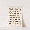 Insecta Lepidoptera-Rhopalocera Pl 021 by Frederick DuCane Godman