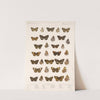 Insecta Lepidoptera-Rhopalocera Pl 022 by Frederick DuCane Godman