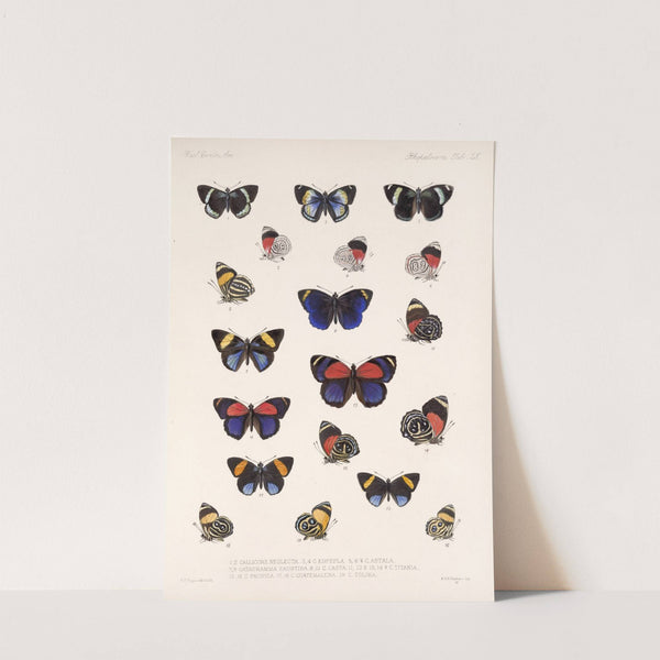 Insecta Lepidoptera-Rhopalocera Pl 026 by Frederick DuCane Godman