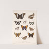 Insecta Lepidoptera-Rhopalocera Pl 028 by Frederick DuCane Godman