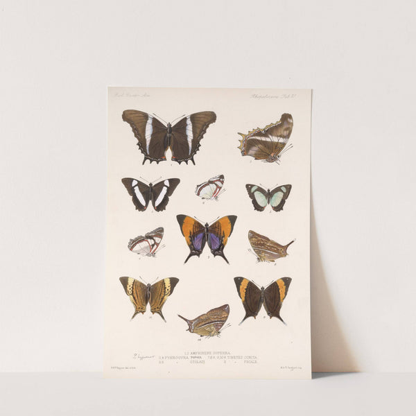 Insecta Lepidoptera-Rhopalocera Pl 028 by Frederick DuCane Godman