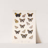 Insecta Lepidoptera-Rhopalocera Pl 029 by Frederick DuCane Godman