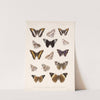 Insecta Lepidoptera-Rhopalocera Pl 031 by Frederick DuCane Godman