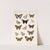 Insecta Lepidoptera-Rhopalocera Pl 031 by Frederick DuCane Godman