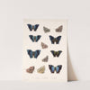 Insecta Lepidoptera-Rhopalocera Pl 033 by Frederick DuCane Godman