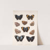 Insecta Lepidoptera-Rhopalocera Pl 034 by Frederick DuCane Godman
